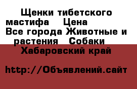 Щенки тибетского мастифа. › Цена ­ 30 000 - Все города Животные и растения » Собаки   . Хабаровский край